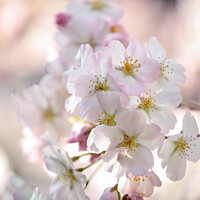 Buy canvas prints of spring Blossom by Simon Johnson