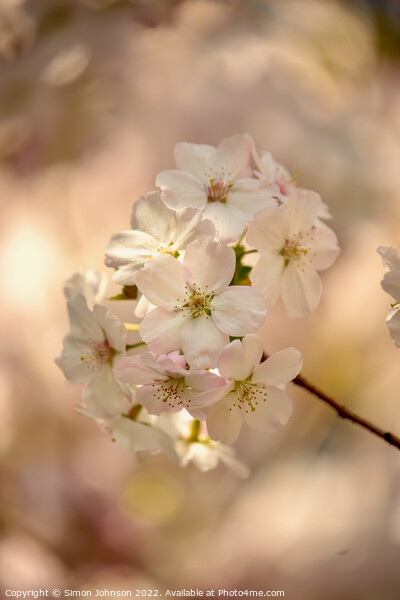 SPRING CHERRY BLOSSOM Picture Board by Simon Johnson