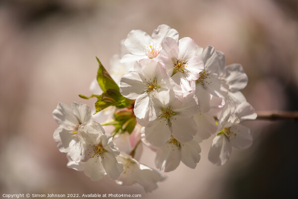 sunlit spring blossom Picture Board by Simon Johnson