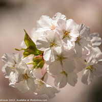 Buy canvas prints of sunlit spring blossom by Simon Johnson