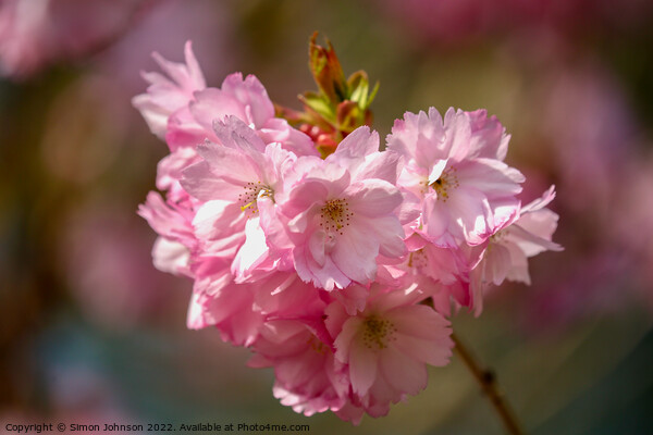 Spring Blossom Picture Board by Simon Johnson
