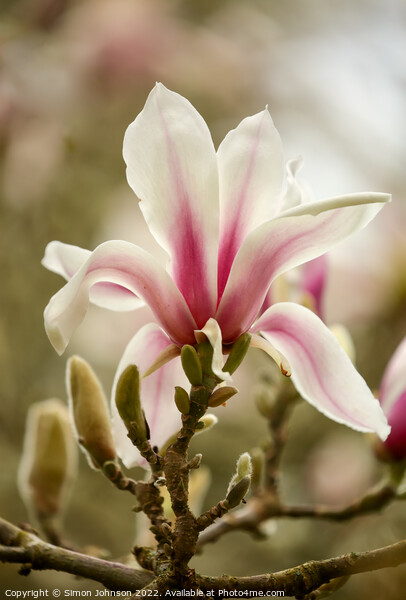 Magnolia Flower Picture Board by Simon Johnson