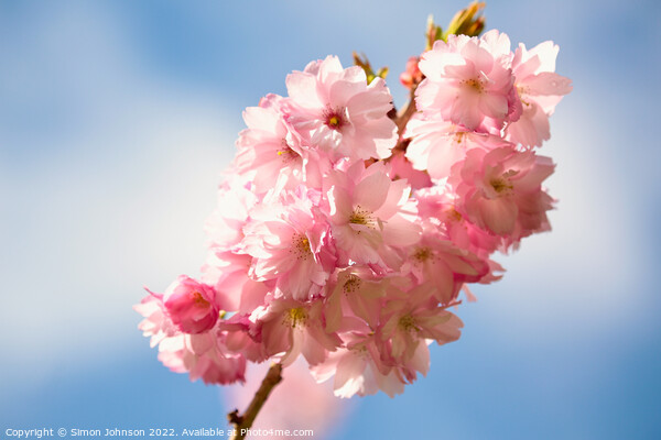 Cherry Blossom In the breeze Picture Board by Simon Johnson