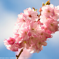 Buy canvas prints of Cherry Blossom In the breeze by Simon Johnson