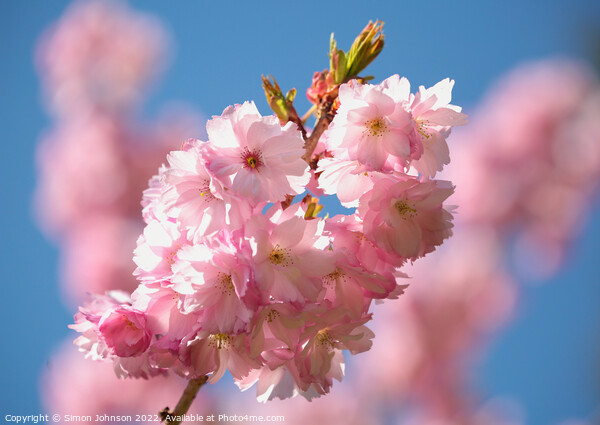sunlit Cherry Blossom  Picture Board by Simon Johnson