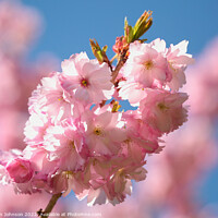 Buy canvas prints of sunlit Cherry Blossom  by Simon Johnson
