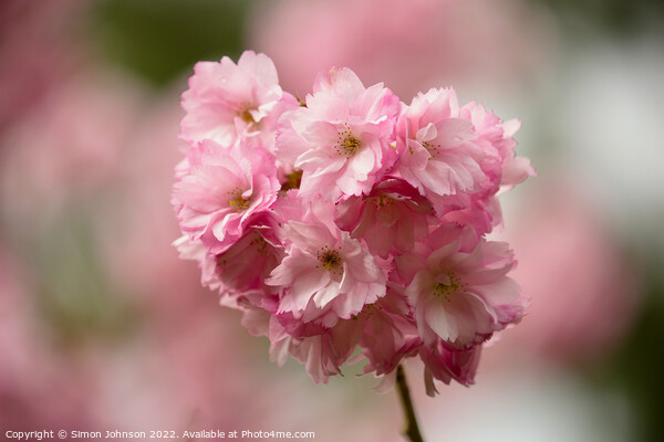 pink blossom Picture Board by Simon Johnson