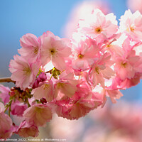 Buy canvas prints of pink Blossom by Simon Johnson