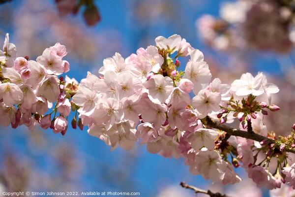 Spring Blossom  Picture Board by Simon Johnson