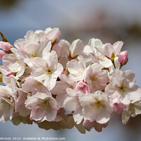 Buy canvas prints of Spring Cherry Blossom by Simon Johnson