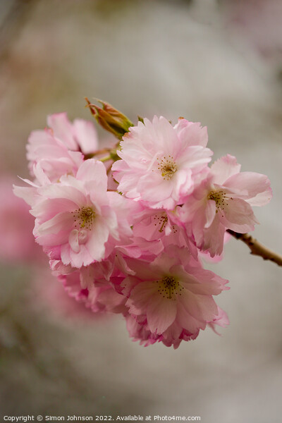 Pink Blossom Picture Board by Simon Johnson