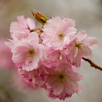 Buy canvas prints of Pink Blossom by Simon Johnson