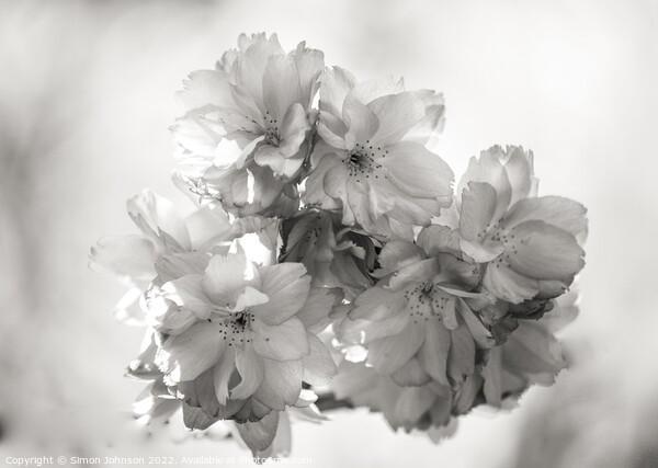 spring blossom in Monochrome Picture Board by Simon Johnson