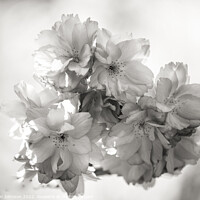 Buy canvas prints of spring blossom in Monochrome by Simon Johnson