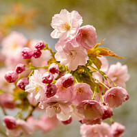 Buy canvas prints of Pink Cherry blossom by Simon Johnson