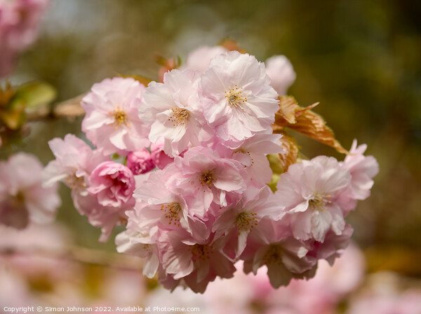 Spring Cherry Blossomr Picture Board by Simon Johnson
