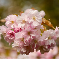 Buy canvas prints of Spring Cherry Blossomr by Simon Johnson