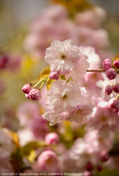 Sunlit Spring blossom Picture Board by Simon Johnson