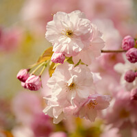Buy canvas prints of SPRING BLOSSOM by Simon Johnson