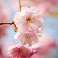 Buy canvas prints of Spring Blossom by Simon Johnson