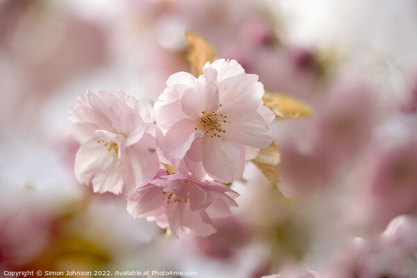 spring Blossomr Picture Board by Simon Johnson