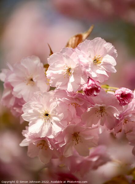 Pink Cherry Blossom Picture Board by Simon Johnson