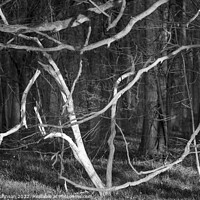 Buy canvas prints of Woodland shapes by Simon Johnson