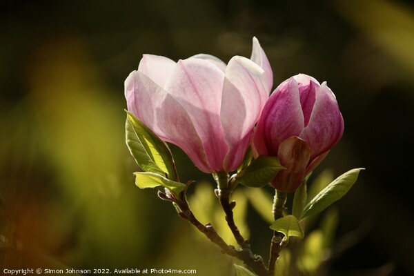 Sunlit Magnolia Picture Board by Simon Johnson