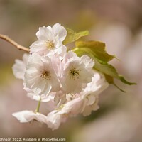 Buy canvas prints of sunlit wind blown spring blossom by Simon Johnson