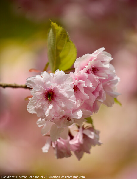 pink Cherry Blossom Picture Board by Simon Johnson