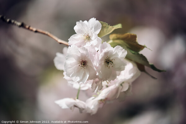 wind blown blossom Picture Board by Simon Johnson