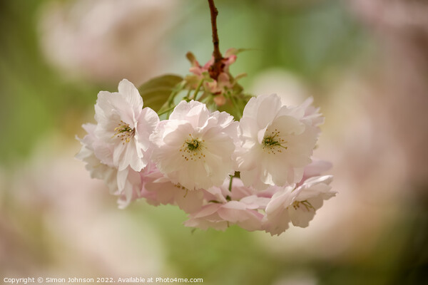 spring Blossom Picture Board by Simon Johnson