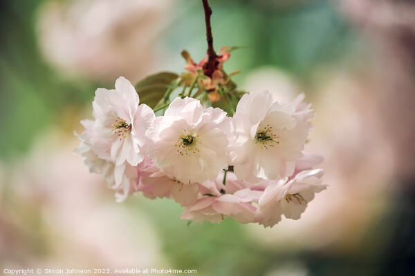 white blossom Picture Board by Simon Johnson