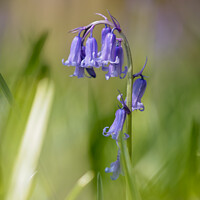 Buy canvas prints of Bluebell flower by Simon Johnson