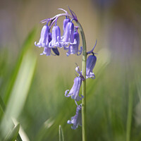 Buy canvas prints of bluebell flower by Simon Johnson