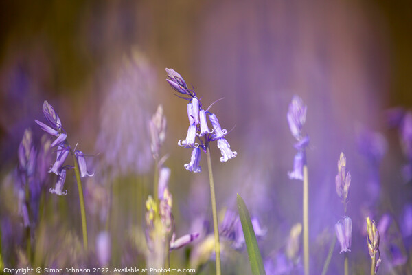 bluebell Flower Picture Board by Simon Johnson