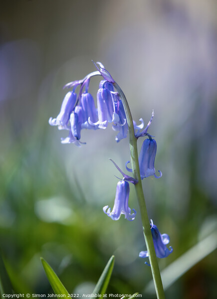 Bluebell Picture Board by Simon Johnson