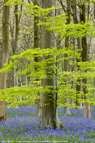 Bluebell s Picture Board by Simon Johnson