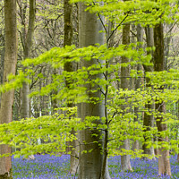 Buy canvas prints of Bluebell s by Simon Johnson
