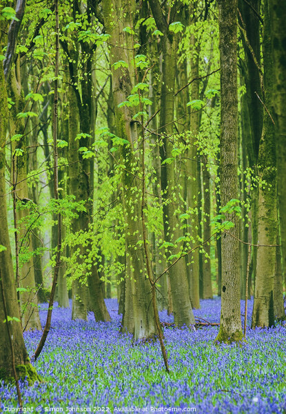 bluebells Picture Board by Simon Johnson