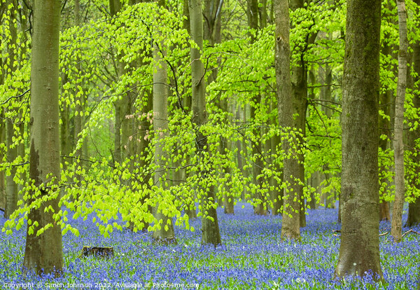 luminous Bluebell woodland Picture Board by Simon Johnson