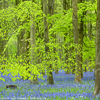 Buy canvas prints of luminous Bluebell woodland by Simon Johnson