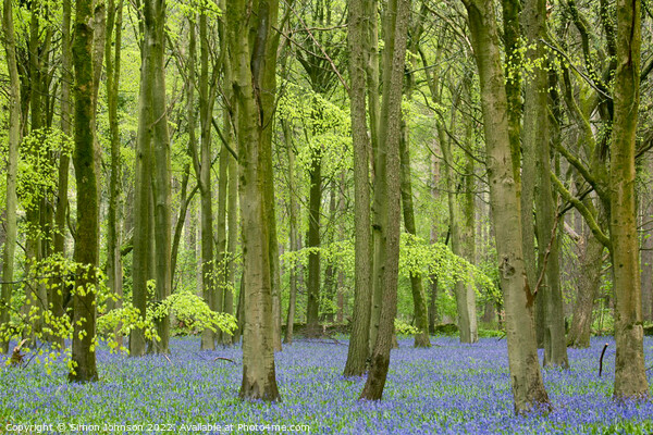 Bluebells Picture Board by Simon Johnson