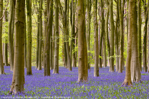 woodland bluebells Picture Board by Simon Johnson