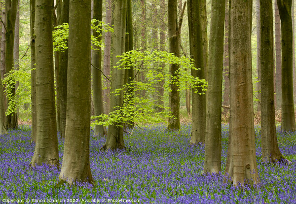 woodland bluebells Picture Board by Simon Johnson