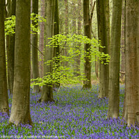 Buy canvas prints of woodland bluebells by Simon Johnson
