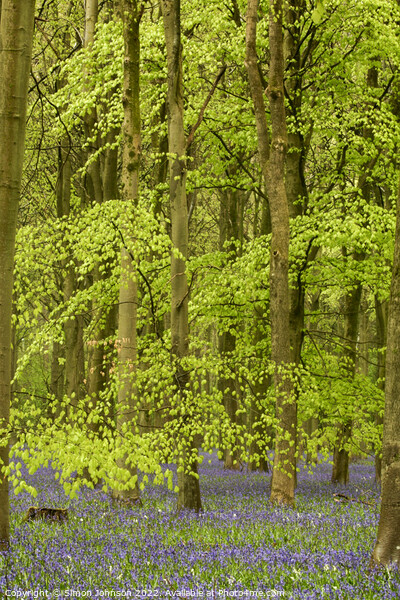 Beech woodland and bluebells Picture Board by Simon Johnson
