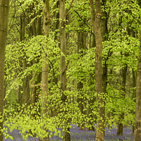 Buy canvas prints of Beech woodland and bluebells by Simon Johnson