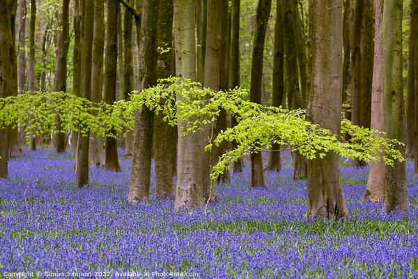 leaves and bluebells Picture Board by Simon Johnson