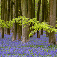 Buy canvas prints of leaves and bluebells by Simon Johnson